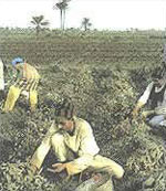 Workers in the Fayoum